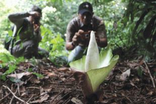 Taman Wisata Alam Sibolangit Kembali Dibuka