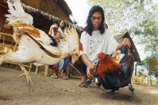 Filipina: Taji Ayam Aduan Menyebabkan Kematian Seorang Polisi 