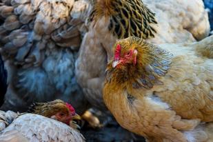 Rusia Laporkan Penularan Virus Flu Burung H5N8 ke Manusia