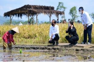 Presiden Tinjau Panen Padi, Tak Perlu Impor Beras