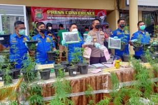 Polisi: Tanaman Ganja Hidro ponik di Brebes Merupakan Hasil Tanam Kedua