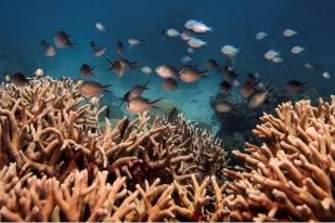 UNESCO Tidak Masukkan Great Barrier Reef di Daftar ”Dalam Bahaya”