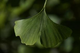 Fosil Daun Ginko untuk Mempelajari Iklim