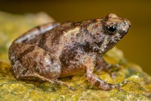 Peneliti BRIN Temukan Spesies Baru Katak di Sumatera