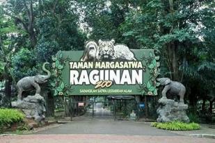 Wagub Jakarta: Ragunan Segera Dibuka untuk Umum