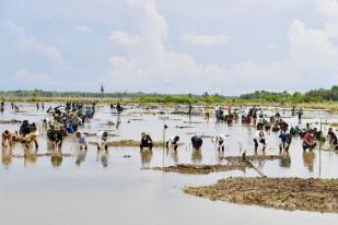 Dalam Tiga Tahun, Indonesia Rehabilitasi 600.000 Hektare Hutan Mangrove