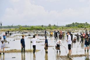 Para Dubes Apresiasi Indonesia Atasi Perubahan Iklim dengan Rehabilitasi Mangrove