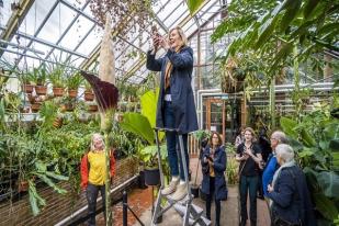 Bunga Amorphopallus Mekar di Leiden, Belanda