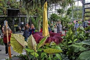 Amorphophallus Titanum Mekar di Kebun San Diego