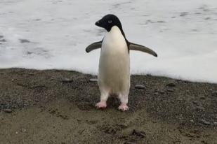 Seekor Pinguin Ditemukan Setelah Tersesat Sejauh 3.000 Kilometer