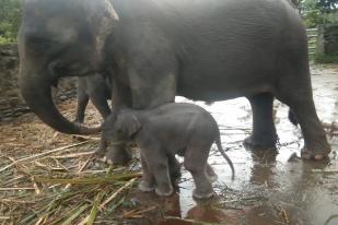 Seekor Gajah Sumatera Lahir di PLSK TN Gunung Leuser