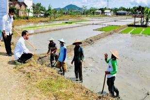 Jokowi: Sampai 2021 Indonesia Belum Impor Beras