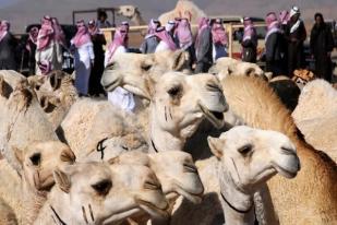 Arab Saudi: Kontes Kecantikan Unta, 40 Didiskualifikasi karena Gunakan Suntikan Botox