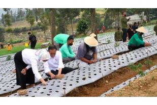 Jokowi: Lumbung Pangan Agar Petani Bawang di Temanggung Dapat Keuntungan