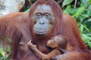 Tasia, Bayi Orangutan, Lahir di Suaka Margasatwa Lamandau