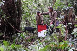 KSDA Jawa Timur Lepasliarkan Empat Lutung Jawa