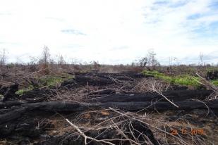 Kemen LHK Gugat Perusahaan Pembakar Lahan di Kalimantan