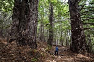 523 Hektare Hutan di California Diserahkan ke Keturunan Suku Asli