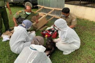 Di Rumah Bupati Langkat, Selain Kerangkeng Manusia, Ditemukan Kerangkeng Satwa Dilindungi