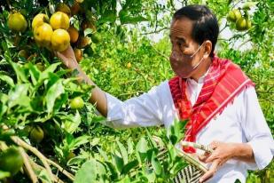 Jokowi: 40 Ribu Kilometer Jalan Produksi Perlu Diperbaiki