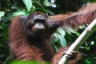 KLHK: Wilayah IKN Bukan Hutan Primer dan Habitat Orangutan