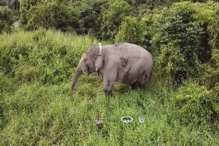 BKSDA Riau Antisipasi Kasus Gajah Melintas di Jalan Tol