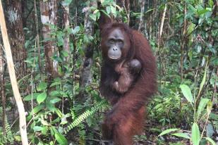 Bayi Orangutan Lahir di SM Lamandau Kalimantan Tengah