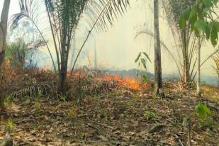 Tim Gabungan Padamkan Kebakaran Hutan di Kalbar