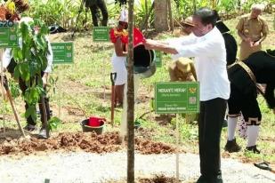 Presiden dan 34 Gubernur Tanam Pohon Khas di Titik Nol IKN Nusantara