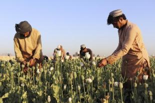 Taliban Larang Petani Afghanistan Panen Opium