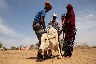 Kekeringan Terburuk dalam 40 Tahun Ancam Kelaparan Jutaan Warga Tanduk Afrika