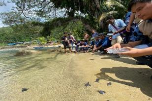 BBKSDA Papua Lepas Liarkan Penyu Lekang