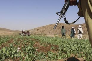 Taliban Afghanistan Kampanye Berantas Penanaman Opium