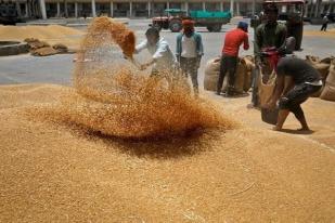 Mesir Tolak Kapal Yang Membawa Gandum India, karena Tidak Penuhi Syarat Karantina