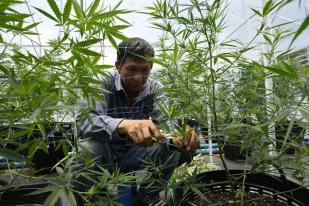 Dekriminalisasi Ganja, Thailand Legalkan untuk Penggunaan Medis