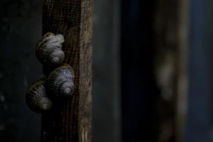 Petani Siput Ukraina Bertahan di Tengah Invasi Rusia