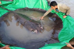 Ikan Pari Raksasa Terbesar Ditangkap di Sungai Mekong, Kamboja