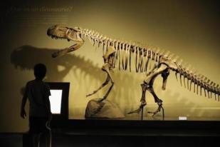 Kerangkan Fosil Gorgosaurus Dilelang di New York