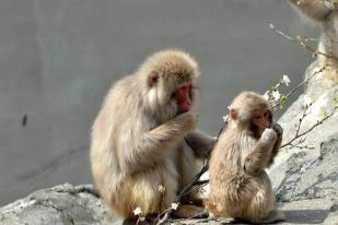 Hadapi Serangan Monyet, Otoritas Yamaguchi Gunakan Senjata Penenang