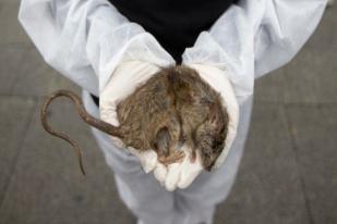 Puluhan Orang di China Sakit Akibat Infeksi Virus dari Tikus