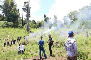 Polisi Temukan Ladang Ganja Seluas 25 Hektare di Aceh