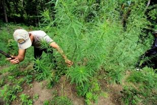 Polisi Temukan Tiga Hektare Ladang Ganja di Aceh Utara