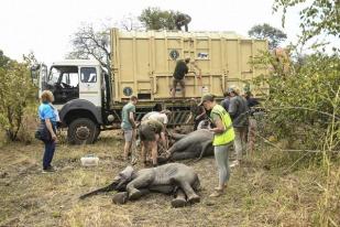 Akibat Perubahan Iklim, Zimbabwe Pindahkan Ribuan Satwa Hindari Kekeringan