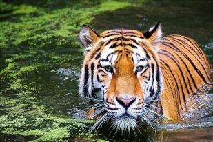 India: Seorang Ibu Melawan Harimau dengan Tangan Kosong Demi Selamatkan Anak