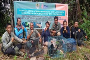 BKSDA Jambi Lepasliarkan Sejumlah Satwa Langka