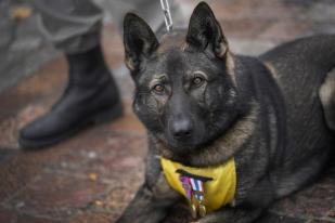 Prancis Dirikan Monumen Hormati Peran Anjing dalam Perang