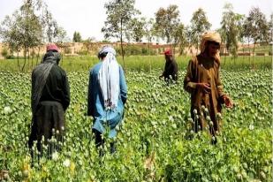 PBB: Harga Opium Naik, Penanaman di Afghanistan Naik 30%