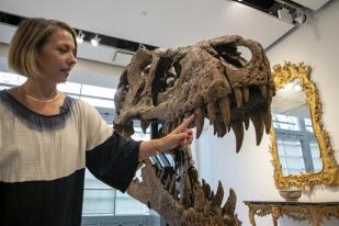 Fosil Tengkorak T.rex Akan Dilelang di New York