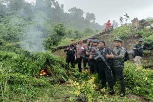 Polisi Aceh Besar Musnahkan Empat Hektare Ladang Ganja