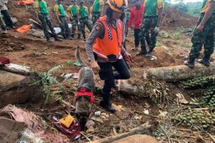 Polwan Pawangi Anjing Pelacak Mencari Korban Gempa Cianjur